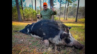 BACON from a Giant Wild RazorBack Catch Clean Cook This Hog was MASSIVE [upl. by Damara344]