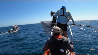 Tagging Leatherback Turtles [upl. by Gilly]