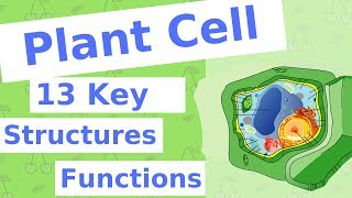 The Plant Cell  13 Key Structures [upl. by Nerred762]