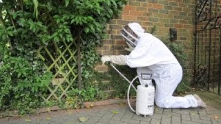 Wasp Nest Removal Guildford  Wasp Control [upl. by Harewood114]