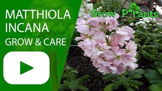 Matthiola incana  grow and care [upl. by Aryt]