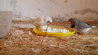 Boil Rice for Birds  Finch Bird Diet  Finch Bird Food  Bird Soft Food [upl. by Alla]