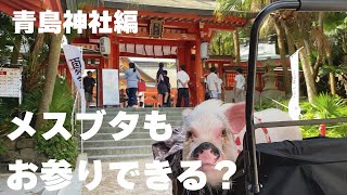 【ブタ参拝・青島神社編】メスブタでも参拝できるのか。 [upl. by Dualc364]