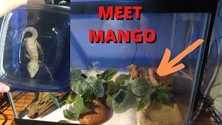 I GOT A NEW GECKOMEET MANGO [upl. by Navek]