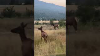 Healthy lookin heard elkhunting elk [upl. by Kelli129]