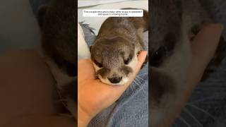 This couple rescued a baby otter stuck in seaweed and gave it a loving home animalshorts [upl. by Garda]