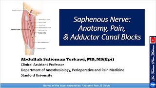 Saphenous nerve Anatomy Pain and Adductor Canal Block [upl. by Nnaerb]