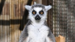 This ringtailed lemur is ready for a nap  San Diego Zoo shorts [upl. by Felder]