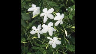 776  Grow amp care Chameli Jasmine Grandiflora Royal Jasmine Janti Spanish or Italian Jaismine [upl. by Terrye]