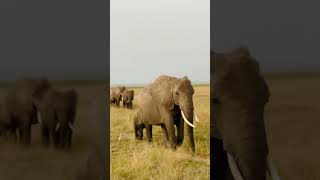 Amboseli National park Kenya  Elephants crossing shorts reels trending [upl. by Vigor]