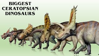 13 Biggest Ceratopsian Dinosaurs Ever Found [upl. by Ahtamas387]