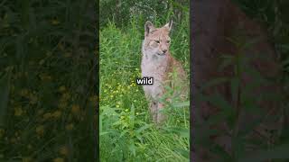 Bobcat Bytes Quick Wild Facts [upl. by Jennine352]