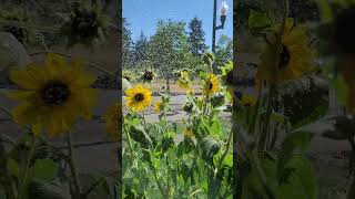 Water Sprinkler Sound and Beautiful Sunflowers video [upl. by Naujej]