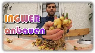 Ingwer erfolgreich anbauen 5  Ingwer pflegen ernten amp lagern  Ingwer im Kübel anbauen [upl. by Emlynne]