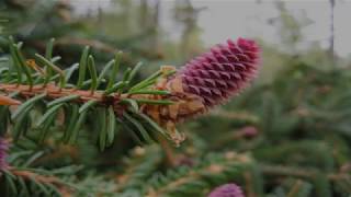 Gymnosperms Features Reproduction Uses [upl. by Ferdy250]