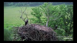 Decorah North Eagles  The dead nest branch breaks nest falls eaglets fly  exploreorg 61624 [upl. by Gowon]