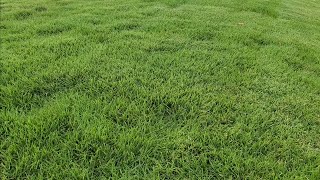 Zoysia Vs Bermuda Grass Season 3 Episode 3 [upl. by Enivid752]