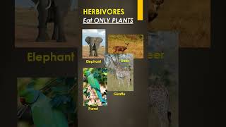 Types of Animals HERBIVORES CARNIVORES OMNIVORES SCAVENGERS [upl. by Anayad768]