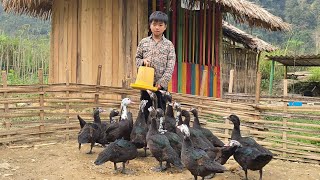 Poor boy  Gathering palanquin to sell at market  Care for ducks [upl. by Dahs124]