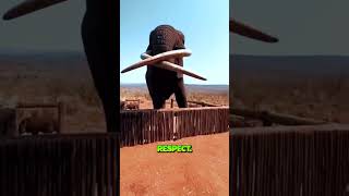 World record ELEPHANT 😭😳 [upl. by Guildroy110]