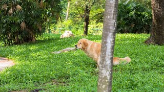 The Loyal and Intelligent Chesapeake Bay Retriever Meet This Amazing Breed [upl. by Kerad325]