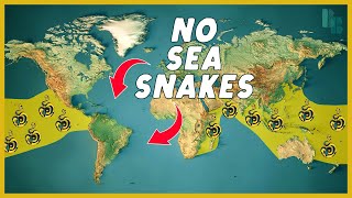 How Water Keeps Sea Snakes Out of the Atlantic [upl. by Noirb]