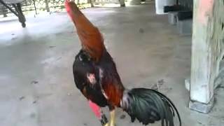 Best fighting rooster ever [upl. by Brana]