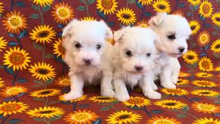 Willow’s Maltese Puppies [upl. by Chak]