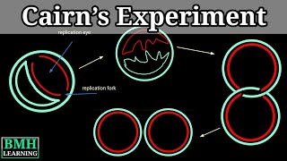 Cairns Experiment  Cairns Technique amp Autoradiography [upl. by Wernsman927]