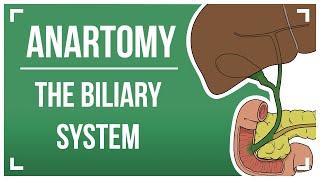 The Biliary System [upl. by Annayoj]