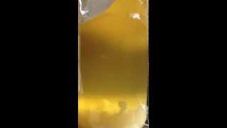 Water Kefir GrainsTibicos Bubbling [upl. by Gupta]