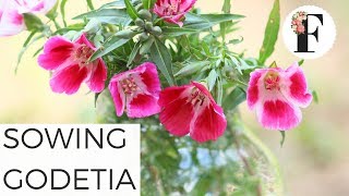 Garden Quickie Sowing Godetia Seeds Cut Flower Farm Gardening for Beginners Growing Flowers Seed [upl. by Allenotna941]