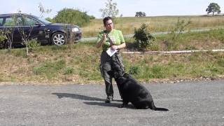 Brauchbarkeitsprüfung Jagdhunde [upl. by Ecyac]