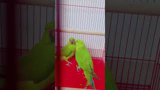 parrot voice 🦜🦜shortvideo viral parrot video 🥰🦜 [upl. by Roland]