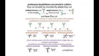 Enzyme types recognizing types of reactions catalyzed amp protease mechanisms [upl. by Brawner]