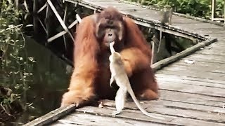 Never Steal a Banana from a Orangutans Mouth [upl. by Normalie]