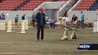 Kentuckiana Cluster of Dog Shows at Expo Center [upl. by Elisabeth]