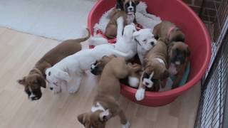 NATURAL BOBTAIL amp LONG TAIL BOXER PUPS  Eleven BOXER PUPS morning routine… [upl. by Barrada814]