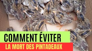 4 SECRETS DES PINTADEAUX [upl. by Okiman]