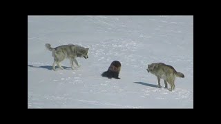 Une meute de loups a encerclé un glouton et voici ce qui sest passé ensuite [upl. by Ijar385]