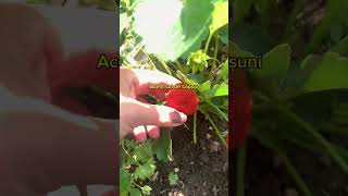 Primele căpșuni🍓🍓🍓capsuni gardening growth foryou [upl. by Ajroj136]