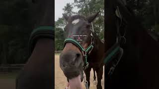 diesel tonge core😂  equestrian fypシ゚viral horse funny [upl. by Verdha]