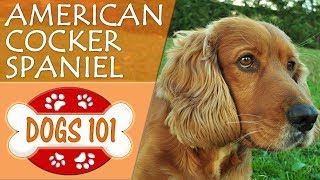 Dogs 101  AMERICAN COCKER SPANIEL  Top Dog Facts About the AMERICAN COCKER SPANIEL [upl. by Osithe]