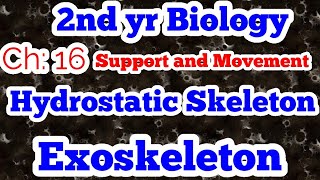 Hydrostatic skeleton  Exoskeleton  Ch 16  lec 1  2nd yr bio [upl. by Aiahc828]