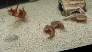 Rare male triops [upl. by Tuppeny]