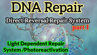 Light Dependent DNA Repair  Photoreactivation  DNA Repair [upl. by Ettennat506]