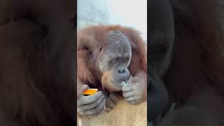 Orangutans Are The Most Intelligent Apes On Earth [upl. by Shandie190]