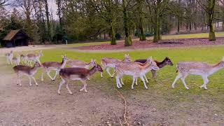 herten Oosterbeek park Hartenstein [upl. by Bernette]