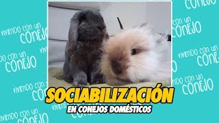 Socializacion De Conejos Domesticos  Sociabilizacion De Conejos Enanos [upl. by Vachel189]