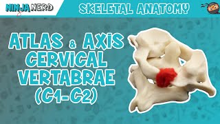 Atlas amp Axis Cervical Vertebrae C1C2 Anatomy [upl. by Suhcnip28]